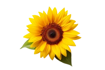 Wandcirkels plexiglas sunflower isolated on white backgorund © Roland