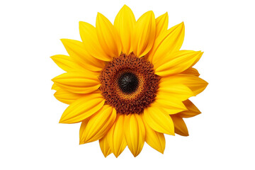 sunflower isolated on white background © Roland