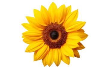 Fotobehang sunflower isolated on white background © Roland