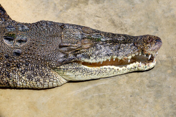 Close up big head crocodile is danger animal wildlife
