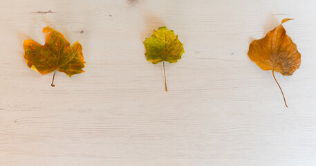dry autumn leaves in line with light background perfect for texts

