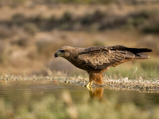 Black kite, Milvus migrans