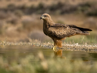 Black kite, Milvus migrans
