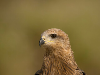 Black kite, Milvus migrans