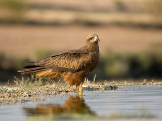 Black kite, Milvus migrans