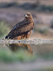 Black kite, Milvus migrans
