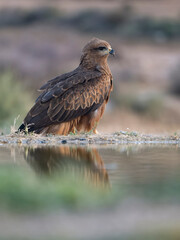 Black kite, Milvus migrans