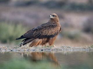Black kite, Milvus migrans