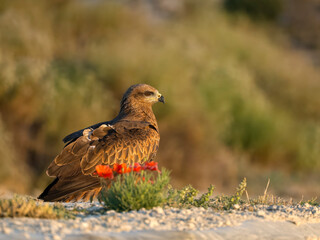 Black kite, Milvus migrans
