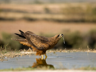 Black kite, Milvus migrans