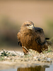 Black kite, Milvus migrans