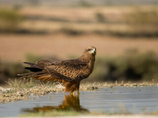 Black kite, Milvus migrans