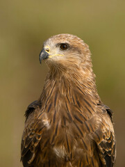 Black kite, Milvus migrans