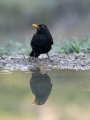 Blackbird, Turdus merula