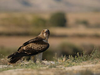 Booted eagle, Hieraaetus pennatus