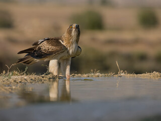 Booted eagle, Hieraaetus pennatus