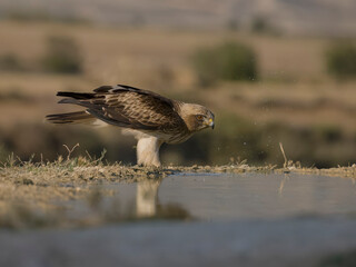Booted eagle, Hieraaetus pennatus