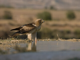 Booted eagle, Hieraaetus pennatus