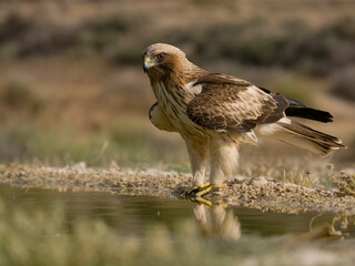 Booted eagle, Hieraaetus pennatus