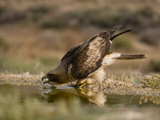 Booted eagle, Hieraaetus pennatus