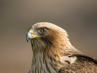 Booted eagle, Hieraaetus pennatus