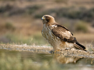 Booted eagle, Hieraaetus pennatus