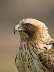 Booted eagle, Hieraaetus pennatus