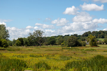 Field with long grass