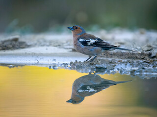 Chaffinch, Fringilla coelebs