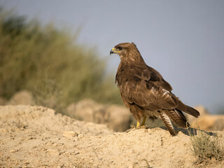 Common buzzard, Buteo buteo