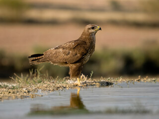 Common buzzard, Buteo buteo