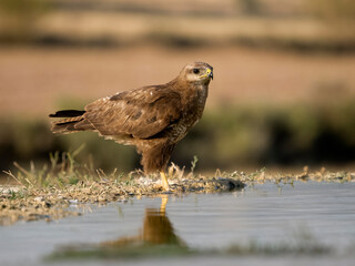 Common buzzard, Buteo buteo
