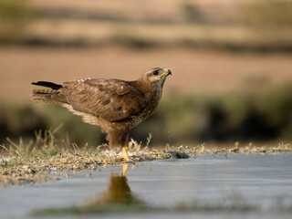 Common buzzard, Buteo buteo