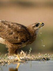 Common buzzard, Buteo buteo