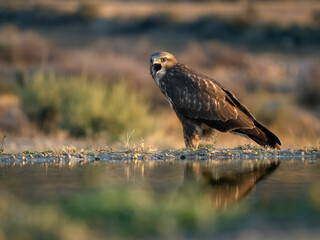 Common buzzard, Buteo buteo