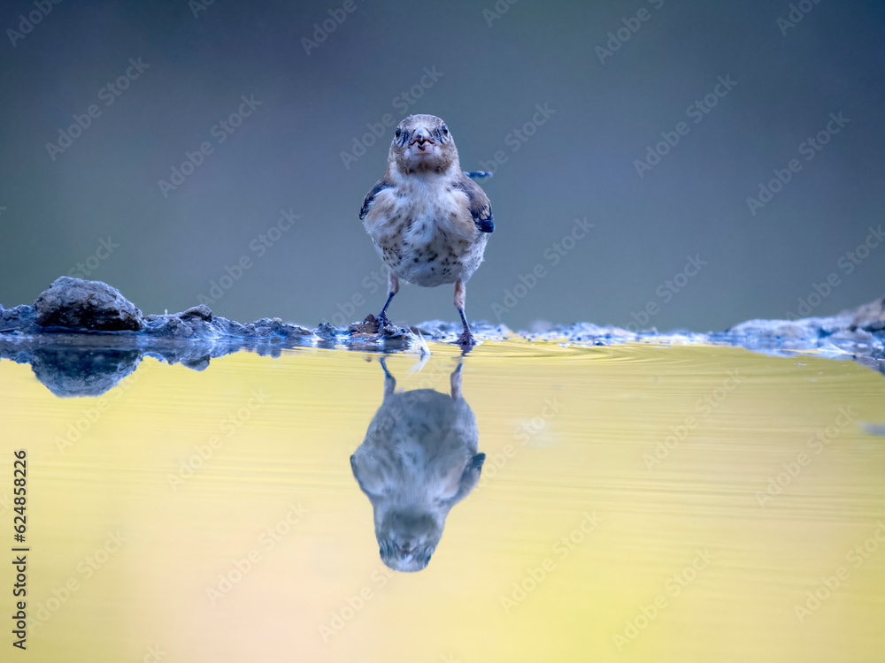 Wall mural Goldfinch, Carduelis carduelis,