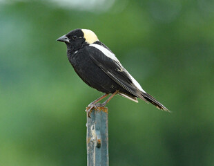 Boblink perched on a fence
