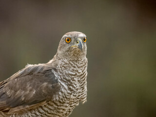 Goshawk, Accipiter gentilis