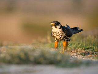 Hobby, Falco subbuteo