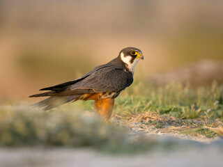 Hobby, Falco subbuteo
