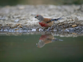 Linnet, Linaria cannabina