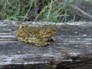 Natterjack toad, Epidalea calamita,