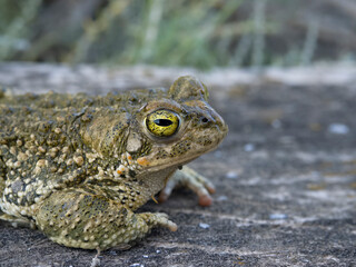 Natterjack toad, Epidalea calamita,