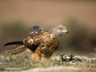 Red kite, Milvus milvus,