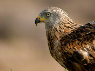 Red kite, Milvus milvus,