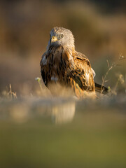 Red kite, Milvus milvus,
