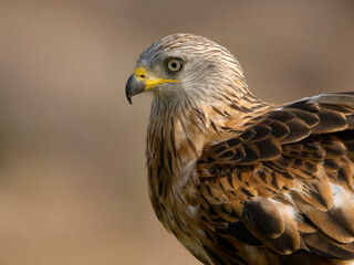Red kite, Milvus milvus,