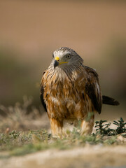 Red kite, Milvus milvus,