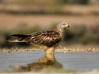 Red kite, Milvus milvus,