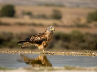 Red kite, Milvus milvus,
